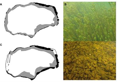 Mutual Facilitation Among Invading Nuttall’s Waterweed and Quagga Mussels